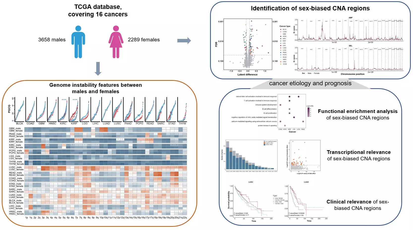 The Impact of Gender on Cancer: A New Perspective