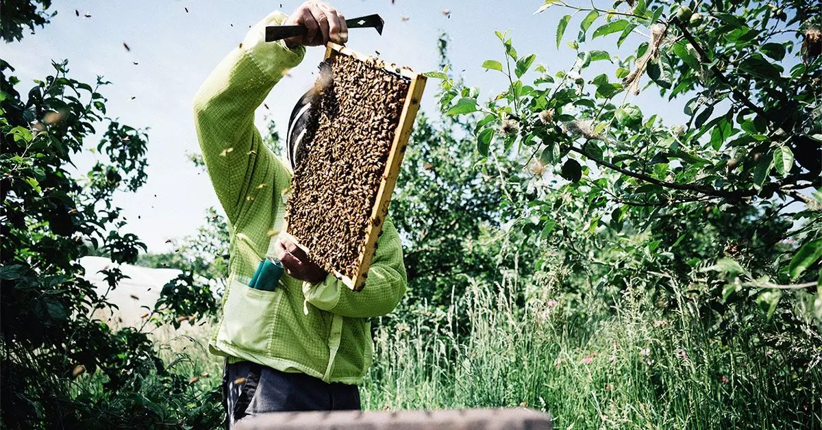 Can Local Honey Really Help with Hay Fever?