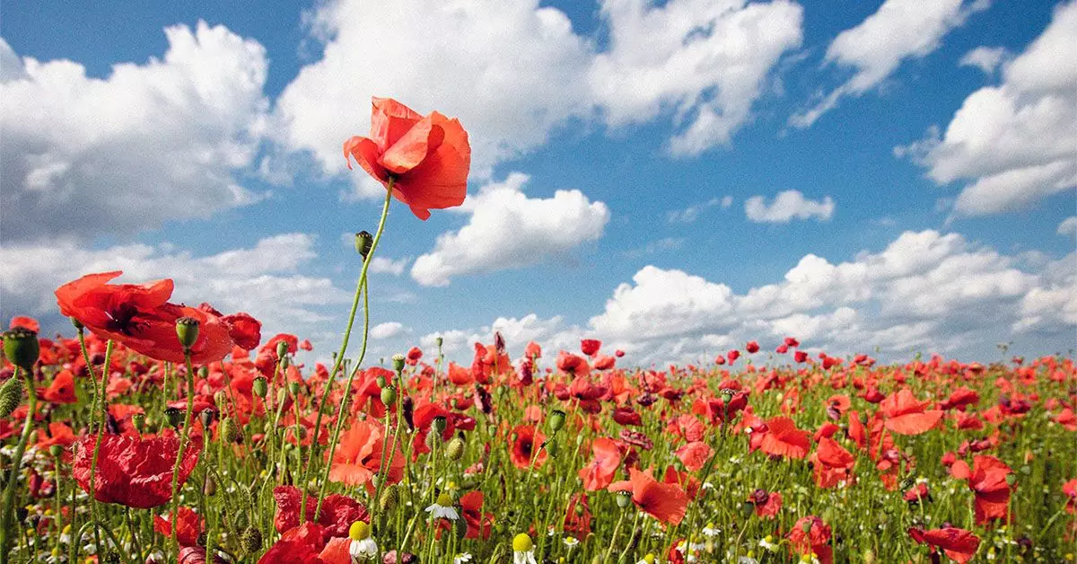 Understanding Tall Poppy Syndrome and Its Effects